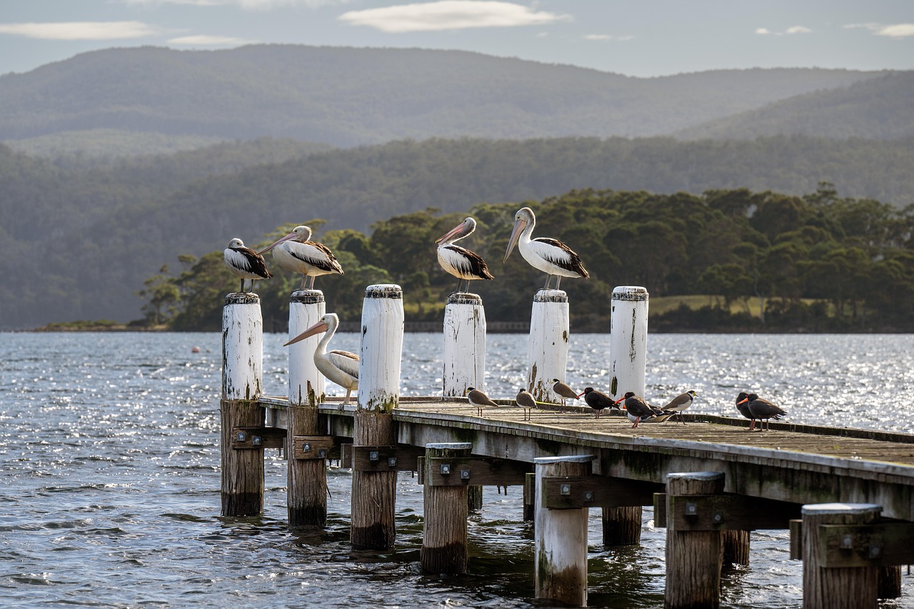 NSW Local Council Risk Management Transformation – InConsult Case Study